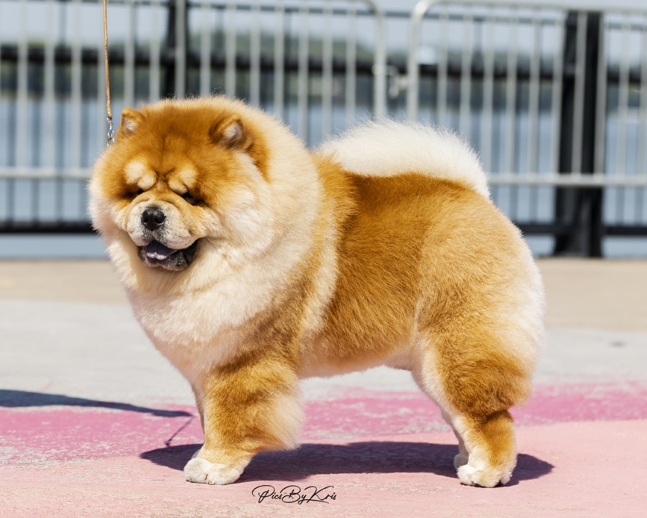 Barbary fashion chow chows